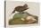 Esquimax Curlew, 1834-John James Audubon-Premier Image Canvas