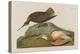 Esquimax Curlew, 1834-John James Audubon-Premier Image Canvas