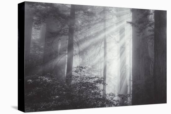 Ethereal Light and Coast Redwoods, California-Vincent James-Premier Image Canvas