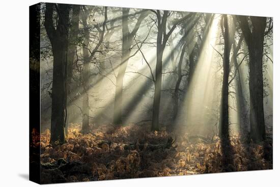 Ethereal Light-Matt Roseveare-Stretched Canvas