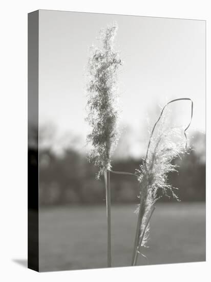 Ethereal Pampas IV-Jason Johnson-Stretched Canvas