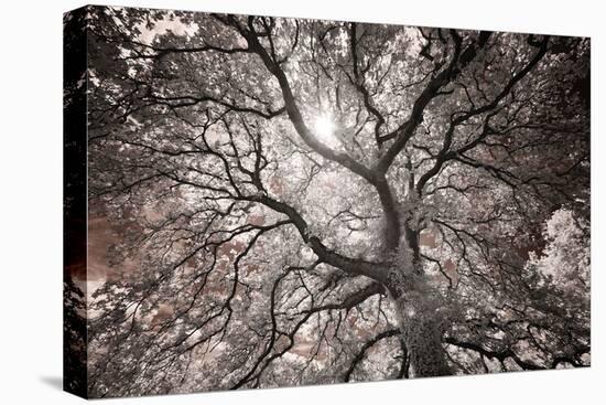 Ethereal Tree-Michael Hudson-Stretched Canvas