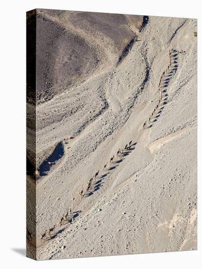 Ethiopia, Hamed Ela, Afar Region. Tigrayan Men Lead Camel Caravans Along a Seasonal Watercourse-Nigel Pavitt-Premier Image Canvas