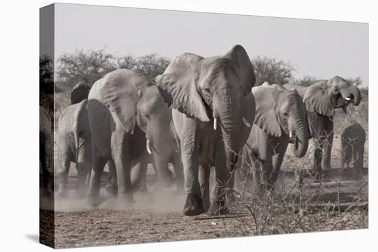 Etosha National Park, Namibia. Africa. a Herd of Bush Elephants-Janet Muir-Premier Image Canvas