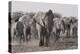 Etosha National Park, Namibia. Africa. a Herd of Bush Elephants-Janet Muir-Premier Image Canvas