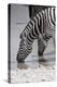 Etosha National Park, Namibia. Africa. Plains Zebra-Janet Muir-Premier Image Canvas