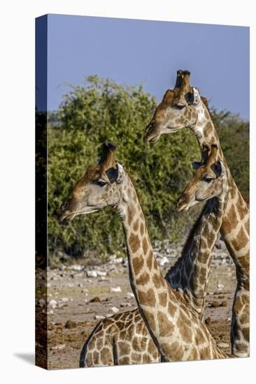 Etosha National Park, Namibia, Africa. Three Angolan Giraffe.-Karen Ann Sullivan-Premier Image Canvas