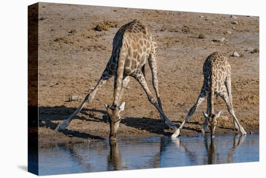 Etosha National Park, Namibia, Africa. Two Angolan Giraffe drinking.-Karen Ann Sullivan-Premier Image Canvas