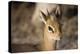 Etosha National Park, Namibia. Close-up View of a Kirk's Dik-Dik-Janet Muir-Premier Image Canvas