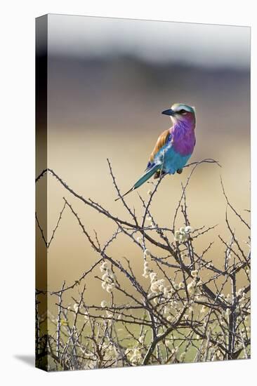 Etosha National Park, Namibia. Lilac-Breasted Roller-Janet Muir-Premier Image Canvas