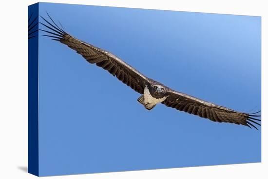Etosha National Park, Namibia. Martial Eagle in Flight-Janet Muir-Premier Image Canvas