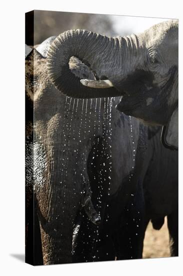 Etosha NP, Namibia, Africa. African Bush Elephant Drinking-Janet Muir-Premier Image Canvas