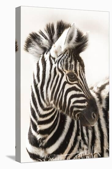 Etosha NP, Namibia, Africa. Close-up of a Young Mountain Zebra-Janet Muir-Premier Image Canvas