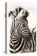 Etosha NP, Namibia, Africa. Close-up of a Young Mountain Zebra-Janet Muir-Premier Image Canvas