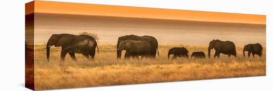 Etosha NP, Namibia, Africa. Elephants Walk in a Line at Sunset-Janet Muir-Premier Image Canvas