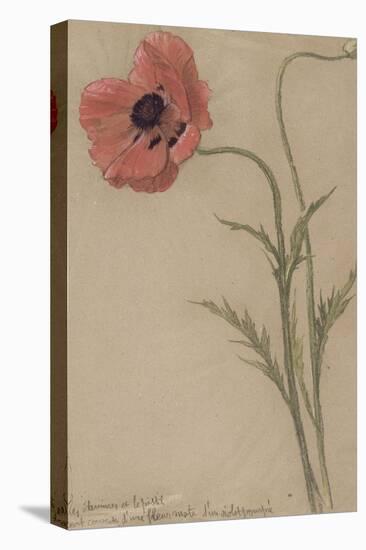 Etude d'un coquelicot-Théophile Alexandre Steinlen-Premier Image Canvas