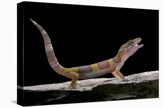 Eublepharis Macularius F. Albino (Leopard Gecko)-Paul Starosta-Premier Image Canvas