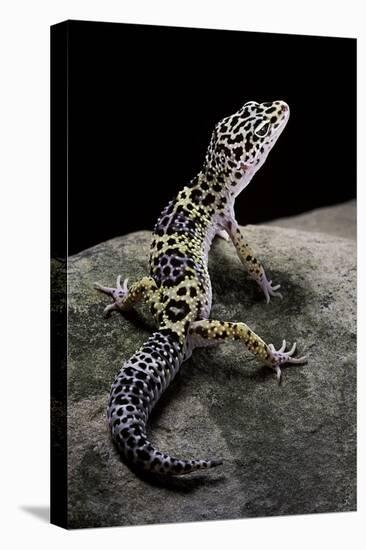 Eublepharis Macularius (Leopard Gecko)-Paul Starosta-Premier Image Canvas