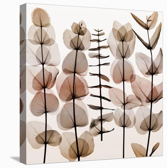Eucalypti II-Steven N^ Meyers-Stretched Canvas
