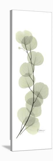 Eucalyptus Branch Up-Albert Koetsier-Stretched Canvas
