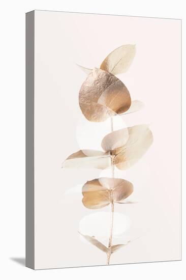 Eucalyptus Creative Gold 04-1x Studio III-Premier Image Canvas