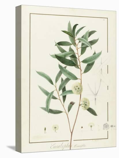 Eucalyptus Diversifolia, 1811 (W/C and Bodycolour over Traces of Graphite on Vellum)-Pierre Joseph Redoute-Premier Image Canvas