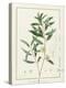 Eucalyptus Diversifolia, 1811 (W/C and Bodycolour over Traces of Graphite on Vellum)-Pierre Joseph Redoute-Premier Image Canvas