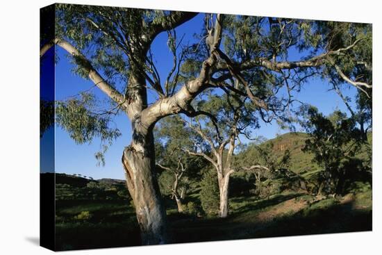 Eucalyptus Forest in Parachilna Gorge-Paul Souders-Premier Image Canvas