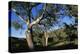 Eucalyptus Forest in Parachilna Gorge-Paul Souders-Premier Image Canvas