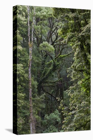 Eucalyptus Forest with Epiphytes, Great Otway National Park, Victoria, Australia-Martin Zwick-Premier Image Canvas