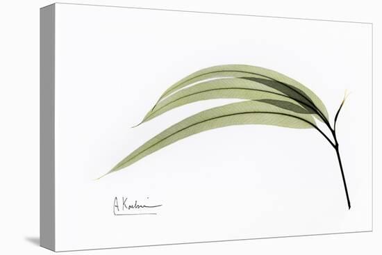 Eucalyptus Leaves, X-ray-Koetsier Albert-Premier Image Canvas