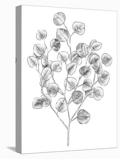 Eucalyptus Sketch I-Emma Scarvey-Stretched Canvas