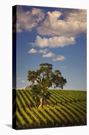 Eucalyptus Tree amongst Grape Vines in the Barossa Valley-Jon Hicks-Premier Image Canvas