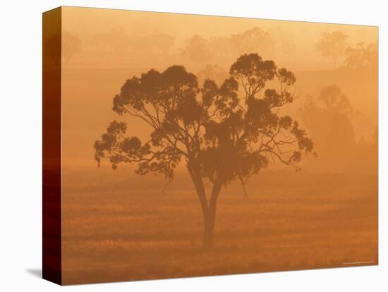 Eucalyptus Tree and Morning Fog, Carroll, New South Wales, Australia-Jochen Schlenker-Premier Image Canvas