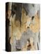 Eucalyptus Tree Bark, Greece, Europe-Robert Harding-Premier Image Canvas