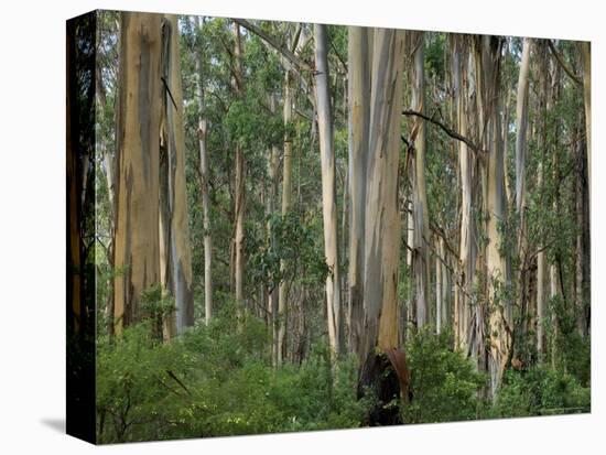 Eucalyptus Trees, Great Ocean Road, Victoria, Australia-Thorsten Milse-Premier Image Canvas