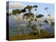 Eucalyptus Trees in Evening Light, Wilson's Promontory National Park, Victoria, Australia-Steve & Ann Toon-Premier Image Canvas