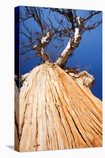 Eucalyptus trees killed by the drought 1996-2011, Lake Eucumbene, New South Wales, Australia-Ashley Cooper-Premier Image Canvas