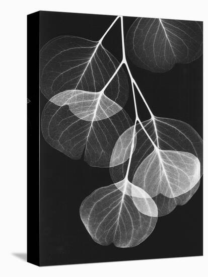 Eucalyptus Xray 2-Albert Koetsier-Stretched Canvas