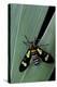 Euchromia Folletii (South African Day-Flying Moth)-Paul Starosta-Premier Image Canvas