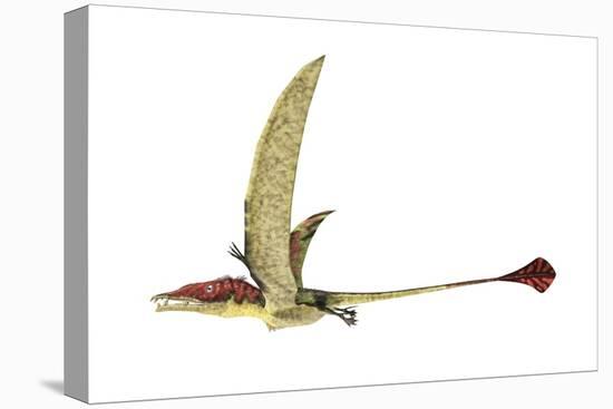 Eudimorphodon, Artwork-null-Premier Image Canvas