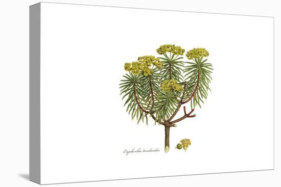 Euphorbia dendroides, Flora Graeca-Ferdinand Bauer-Premier Image Canvas
