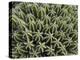 Euphorbia Echinus Cactus-Tony Craddock-Premier Image Canvas