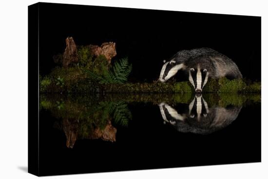 Eurasian badgers drinking at the edge of small pool, Scotland-Danny Green-Premier Image Canvas