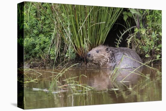 Eurasian Beaver (Castor Fiber), Captive in Breeding Programme, United Kingdom, Europe-Ann and Steve Toon-Premier Image Canvas