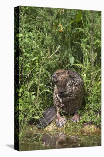 Eurasian Beaver (Castor Fiber), Captive in Breeding Programme, United Kingdom, Europe-Ann and Steve Toon-Premier Image Canvas