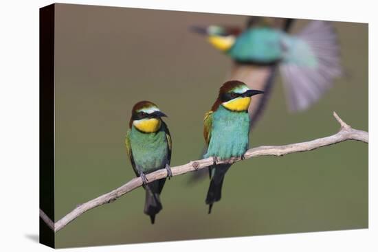 Eurasian Bee Eater - Duet-Staffan Widstrand-Stretched Canvas