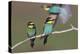 Eurasian Bee Eater - Duet-Staffan Widstrand-Stretched Canvas