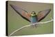 Eurasian Bee Eater - Solo-Staffan Widstrand-Stretched Canvas