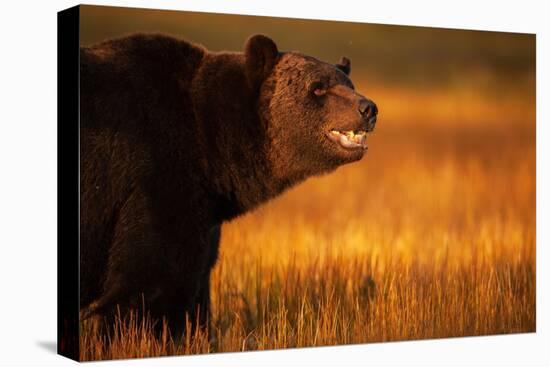 Eurasian brown bear, Kuikka, Kainuu, Finland-Staffan Widstrand-Premier Image Canvas